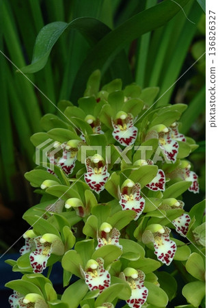 gorgeous flowers gorgeous flowers 136826327