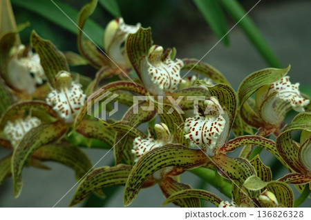 gorgeous flowers gorgeous flowers 136826328