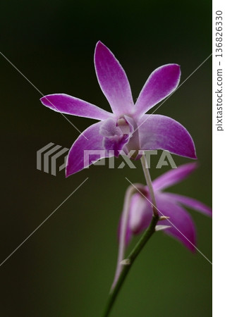 gorgeous flowers gorgeous flowers 136826330