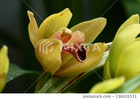 gorgeous flowers gorgeous flowers 136826331