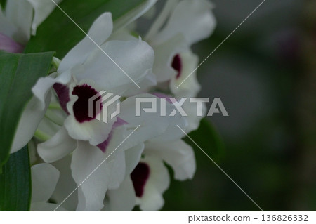 美麗的花朵 美麗的花朵 136826332