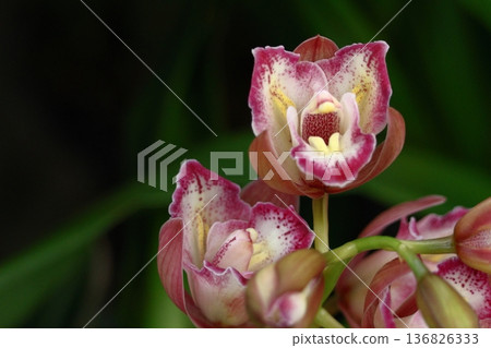 gorgeous flowers gorgeous flowers 136826333