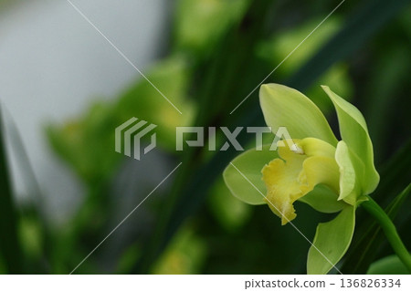 美麗的花朵 136826334