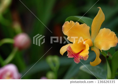 美麗的花朵 美麗的花朵 136826335