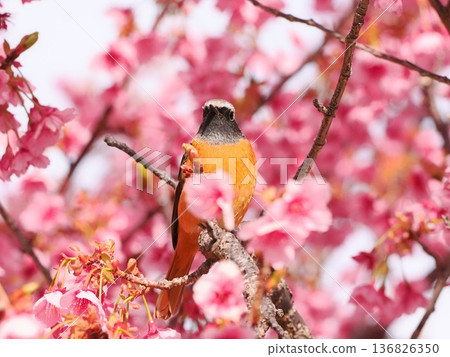 托伊櫻花盛開,達烏裡紅尾鴝 托伊櫻花盛開,達烏裡紅尾鴝 136826350