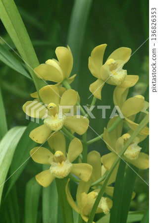 美麗的花朵 美麗的花朵 136826353