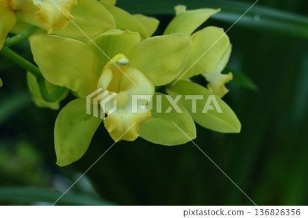 美麗的花朵 美麗的花朵 136826356