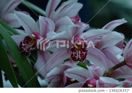 美麗的花朵 美麗的花朵 136826357