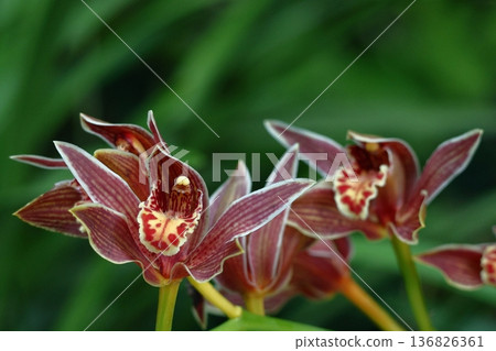 美麗的花朵 美麗的花朵 136826361