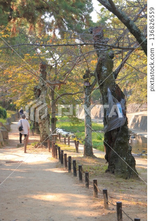 一名女子走在宿川(兵庫縣西宮市)綠樹成蔭的街道上(豎圖) 一名女子走在宿川(兵庫縣西宮市)綠樹成蔭的街道上(豎圖) 136826559
