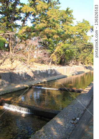 秋末時分,嶋川河畔的松樹(兵庫縣西宮市)(豎圖) 秋末時分,嶋川河畔的松樹(兵庫縣西宮市)(豎圖) 136826583