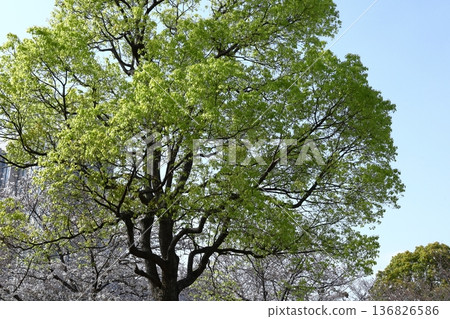 Green Moe 136826586