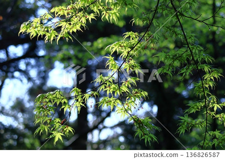 Green Moe 136826587