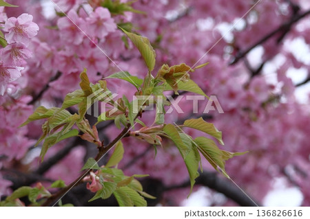 綠色萌 綠色萌 136826616