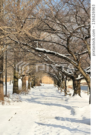Snow-covered tree-lined road and Niigata Prefectural Sports Park (Niigata City, Niigata Prefecture) 136826963
