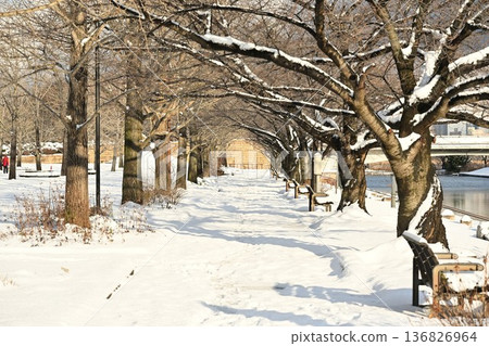 積雪覆蓋的林蔭之路和新潟縣立體育公園(新潟縣新潟市) 積雪覆蓋的林蔭之路和新潟縣立體育公園(新潟縣新潟市) 136826964