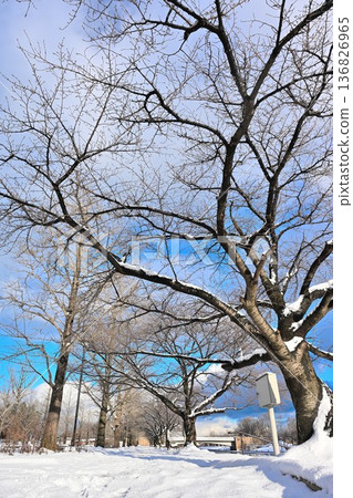 積雪覆蓋的林蔭之路和新潟縣立體育公園(新潟縣新潟市) 積雪覆蓋的林蔭之路和新潟縣立體育公園(新潟縣新潟市) 136826965