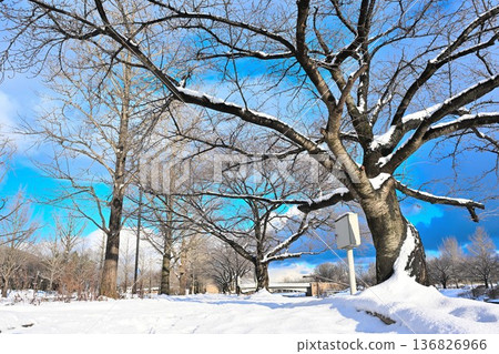 Snow-covered tree-lined road and Niigata Prefectural Sports Park (Niigata City, Niigata Prefecture) Snow-covered tree-lined road and Niigata Prefectural Sports Park (Niigata City, Niigata Prefecture) 136826966