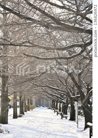 Snow-covered tree-lined road and Niigata Prefectural Sports Park (Niigata City, Niigata Prefecture) Snow-covered tree-lined road and Niigata Prefectural Sports Park (Niigata City, Niigata Prefecture) 136826972