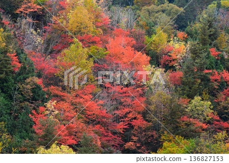 [Minakami Town, Gunma Prefecture] Autumn leaves decorating Teruha Gorge 136827153