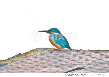 【野鳥：翠鳥】 136827163