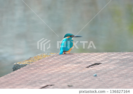 【野鳥：翠鳥】 136827164