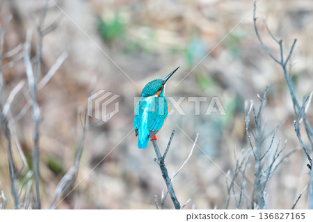 [Wild bird: Kingfisher] 136827165