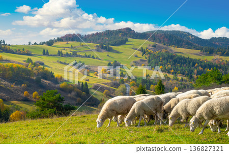Mountain landscape in the Pieniny National Park at the foot of the Tatra Mountains Mountain landscape in the Pieniny National Park at the foot of the Tatra Mountains 136827321