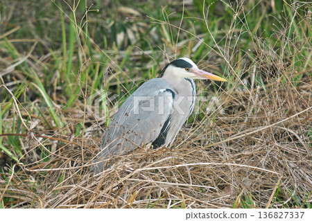 【野鳥:蒼鷺】 【野鳥:蒼鷺】 136827337