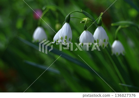 Bell-shaped white flowers bloom downward Bell-shaped white flowers bloom downward 136827376