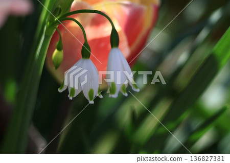 Bell-shaped white flowers bloom downward 136827381