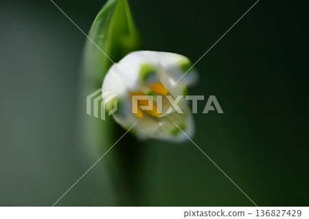 Bell-shaped white flowers bloom downward Bell-shaped white flowers bloom downward 136827429