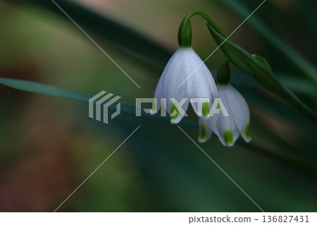 鐘形白花向下開 136827431