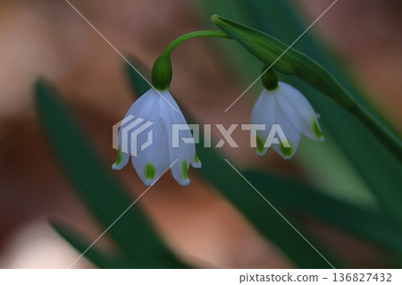 鐘形白花向下開 136827432