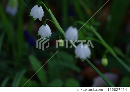 鐘形白花向下開 鐘形白花向下開 136827434