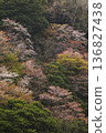 Mountain cherry blossoms blooming on the slope of the mountain 136827438