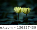 Yellow water lilies 136827439