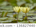 Water lily 136827440