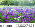 Iris 136827484