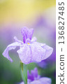 Blue irises 136827485