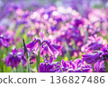 Iris 136827486