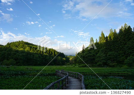 The beautiful boardwalk and early summer scenery of Takigashira Marsh, surrounded by blue skies and trees 136827490