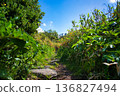 A summer walking path rich in nature, with clear blue skies and beautiful green plants and flowers 136827494