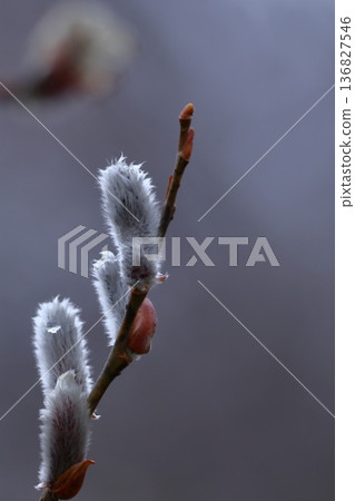 A flower that resembles a cat's tail A flower that resembles a cat's tail 136827546