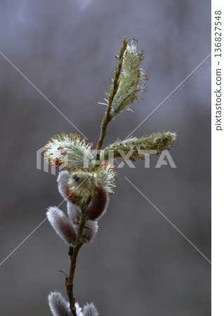 A flower that resembles a cat's tail A flower that resembles a cat's tail 136827548