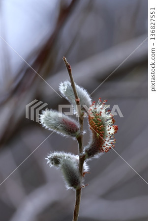 A flower that resembles a cat's tail A flower that resembles a cat's tail 136827551