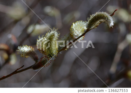 一朵像貓尾巴的花 136827553