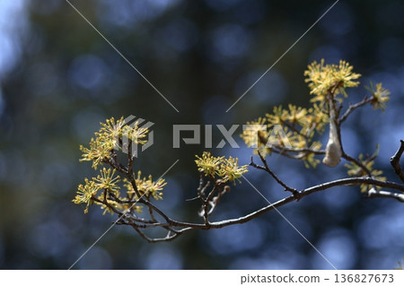 Sanshuyu in the garden 136827673