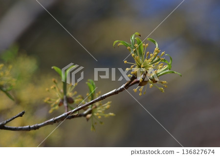 Sanshuyu in the garden 136827674