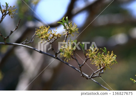 Sanshuyu in the garden Sanshuyu in the garden 136827675